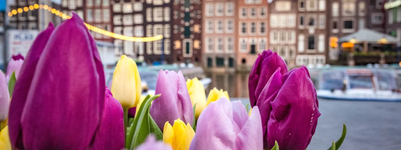 kaneale-tulpen-und-haeuser-in-amsterdam